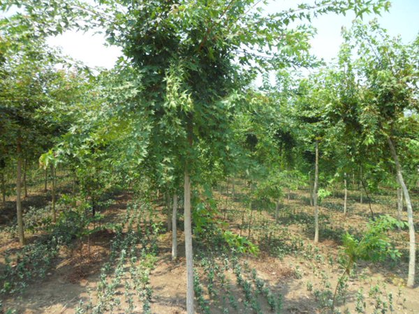 1570793679966528.jpg 五角楓樹苗哪家好,優勢有哪些