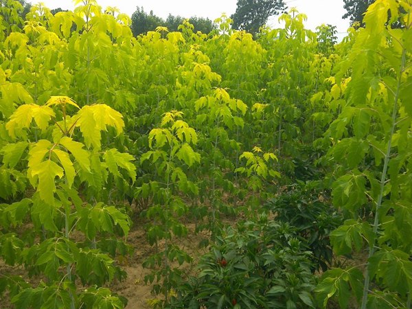 1570794065432804.jpg 復葉槭2019年最新市場價格