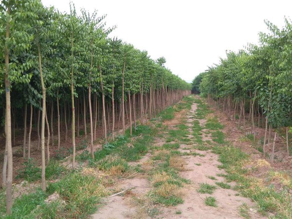 1571019641247646.jpg 20公分榆樹(shù)最新價(jià)格報(bào)價(jià)表