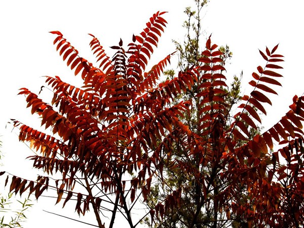 1571019912798703.jpg 國內6-8公分火炬樹市場價格