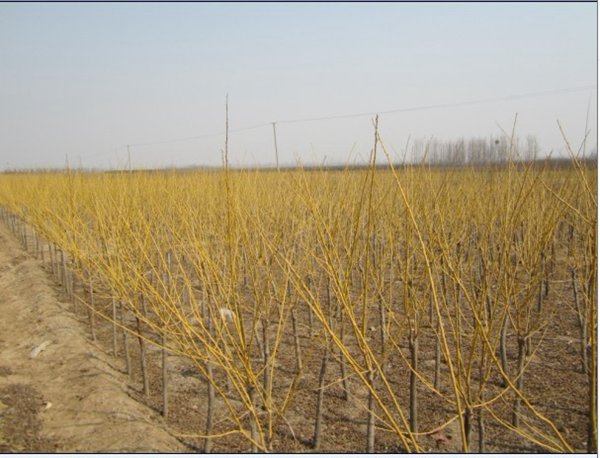 1571020562421477.jpg 國內(nèi)優(yōu)質(zhì)金枝槐價格表