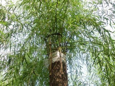 嫁接垂柳相對于原生垂柳有哪些優勢?