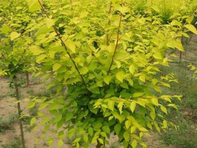 基地直銷金葉榆樹苗,價(jià)格多少錢