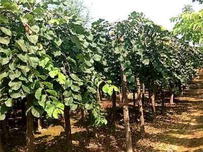 基地直供:大葉垂榆多少錢一棵