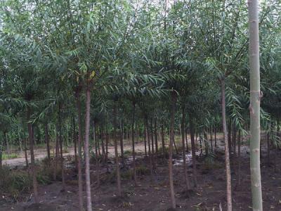 垂柳樹(shù)苗2公分報(bào)價(jià),多少錢一顆