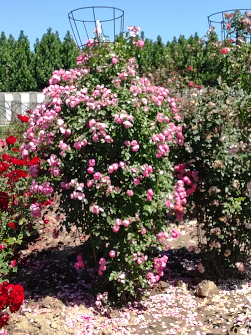 爬藤月季 爬藤月季