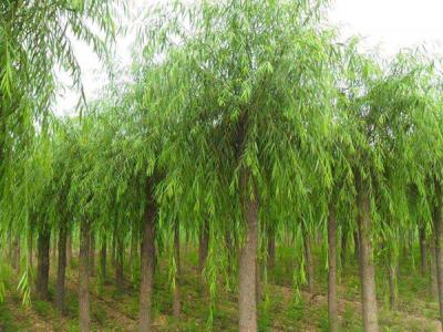 普通柳樹可以嫁接垂柳嗎?