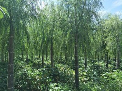 嫁接垂柳幼苗的市場價格是多少?