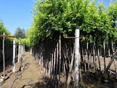 金葉榆和榆樹二者有什么區(qū)別?