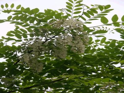 刺槐花可以吃嗎,應(yīng)該怎么吃?