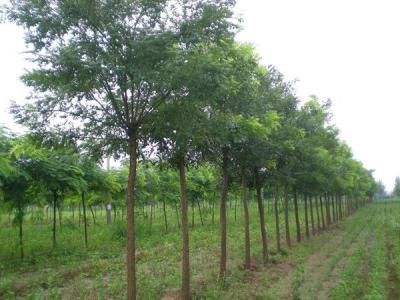 國(guó)槐和洋槐二者有什么明顯的區(qū)別?