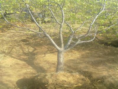 山杏樹十厘米幼苗的市場(chǎng)價(jià)格是多少?