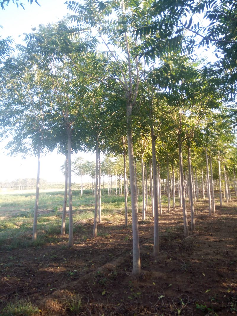 10的千頭椿 10的千頭椿