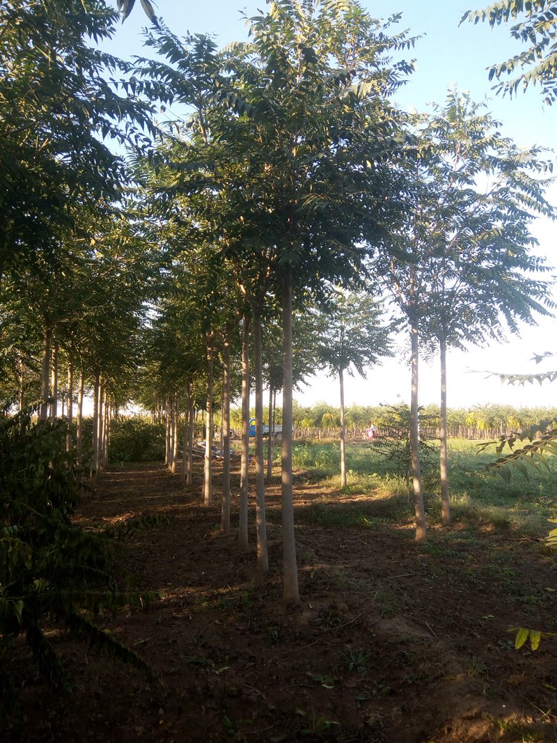 10公分的千頭椿 10公分的千頭椿