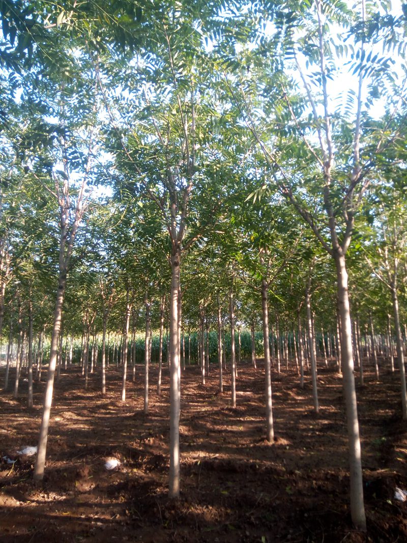 10的千頭椿 10的千頭椿