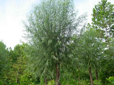 40公分饅頭柳幼苗的市場(chǎng)價(jià)格是多少?