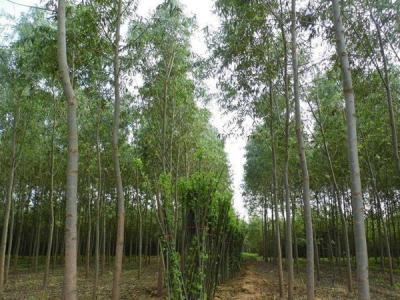 速生柳樹可以用來做什么?