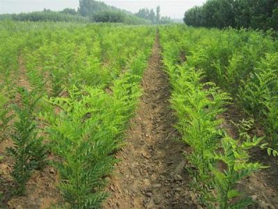 國(guó)槐幾年才能長(zhǎng)到十公分?