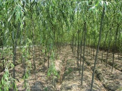 速生柳樹每年可以長粗多少?