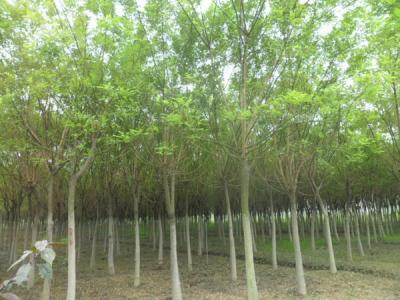 國(guó)槐的效果和價(jià)值有哪些?