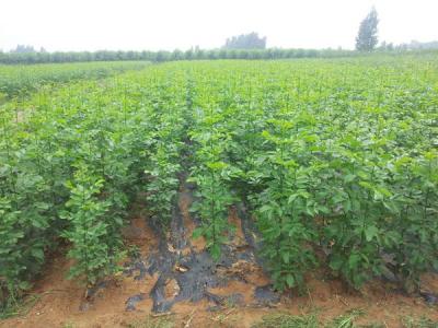 如何讓白蠟樹長得更快更好?