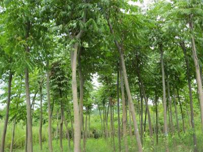 黃山欒樹為什么會出現滴油的情況?