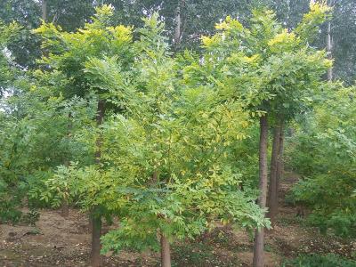 黃金槐和金葉槐有哪些區別?