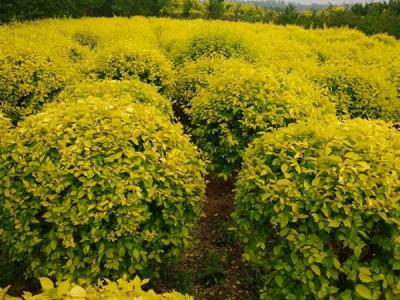 金葉榆球適合什么樣的土質?