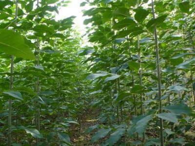 白蠟樹的風水寓意是什么?