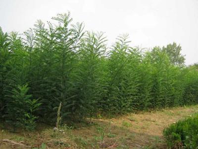 刺槐花和國槐花可以吃嗎?