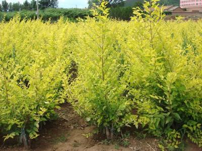 金葉榆小苗的價格是多少？