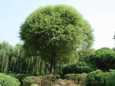 饅頭柳和旱柳二者有什么區別?