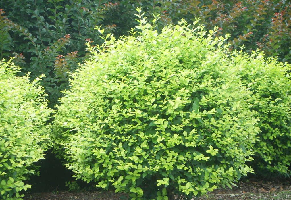 金葉女貞球 金葉女貞球