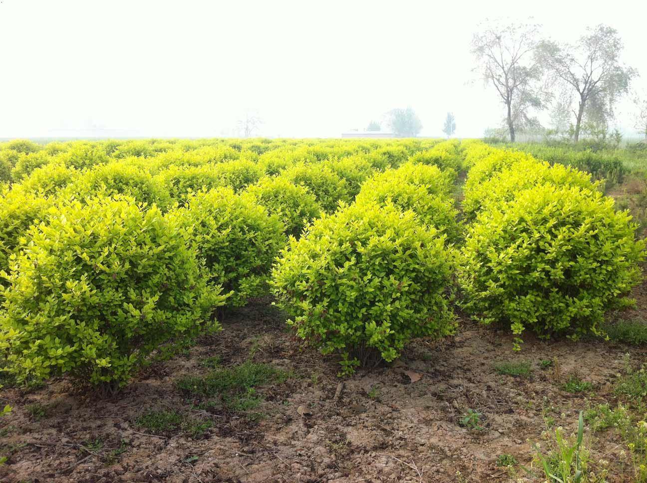 金葉女貞球 金葉女貞球