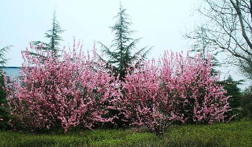 叢生榆葉梅 叢生榆葉梅
