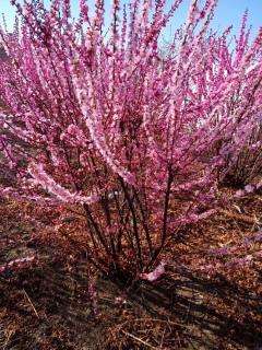 叢生榆葉梅 叢生榆葉梅