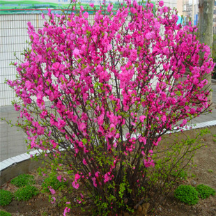 叢生榆葉梅 叢生榆葉梅