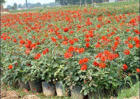 紅帽月季 紅帽月季