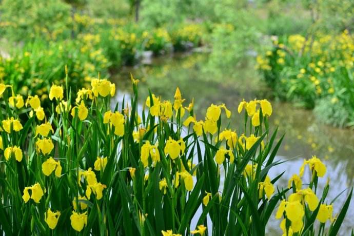 黃菖蒲 黃菖蒲
