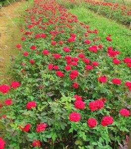 紅帽月季 紅帽月季