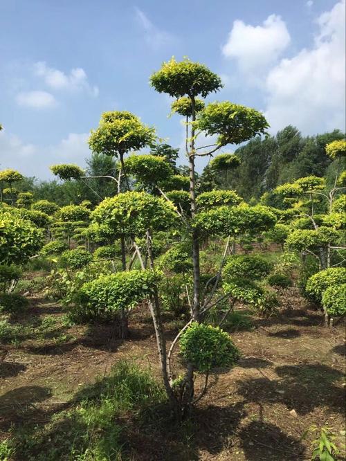 造型金葉榆 造型金葉榆