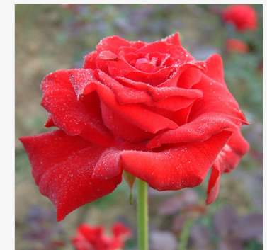 紅帽月季 紅帽月季