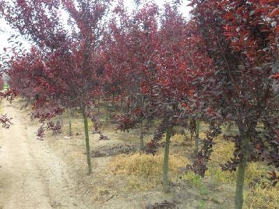 紫葉矮櫻的果子可以吃嗎?