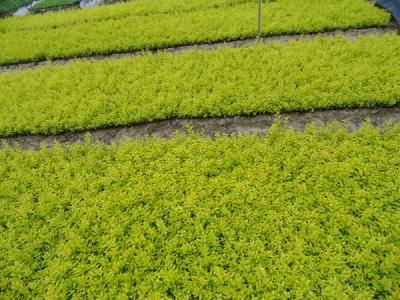 金葉女貞球是灌木還是喬木?