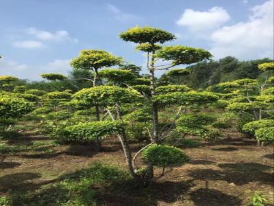 造型金葉榆圖片