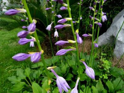 紫玉簪圖片，藥用價值