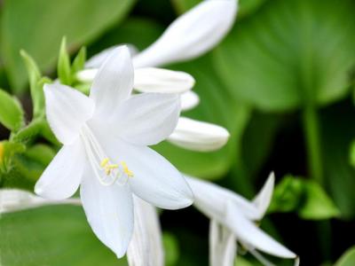 白玉簪栽培和養(yǎng)護(hù)的具體過(guò)程