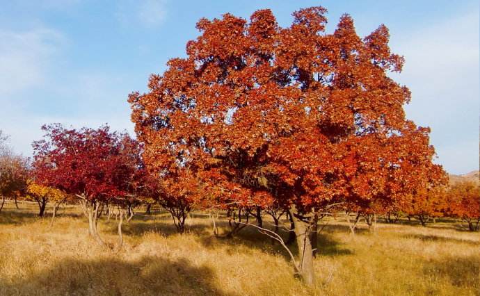 叢生<a href=http://www.y879.cn/lvhuamiaomu/71.html target=_blank class=infotextkey>五角楓</a> 叢生五角楓