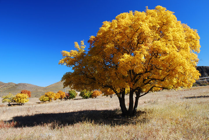 叢生五角楓 叢生五角楓