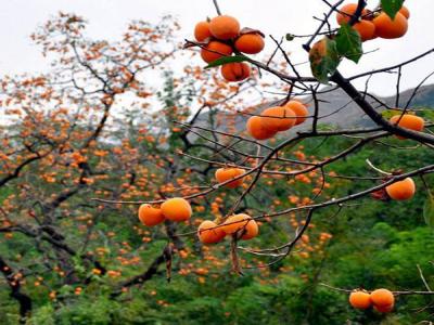 如何才能栽培好柿子樹(shù)?